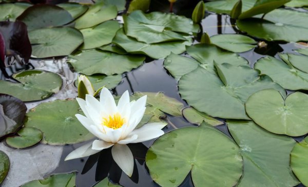 有关睡莲最有名古诗