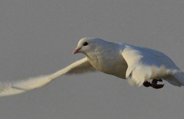 古代五种通信方式有哪些