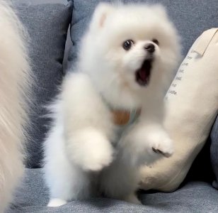 博美狗狗多少钱一只 一般影响博美犬价格的4大因素