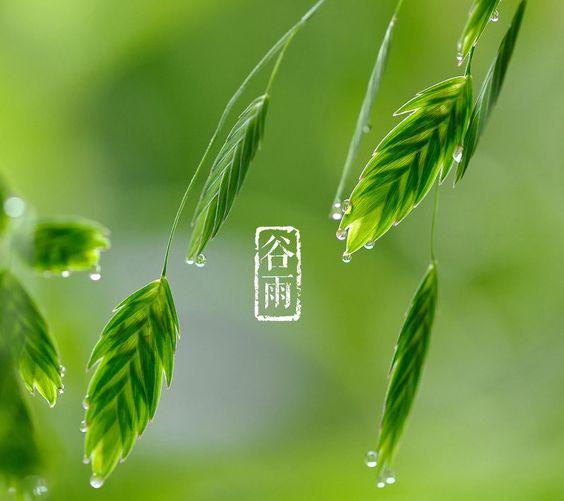 布谷鸟什么时候叫起来
