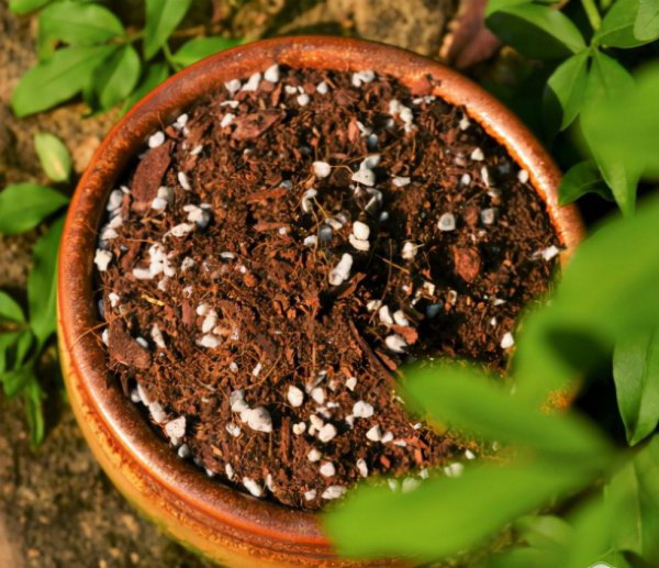 买的通用营养土能直接用吗