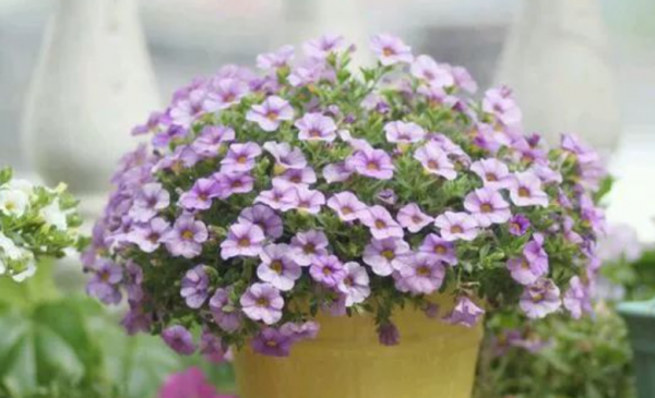 买的通用营养土能直接用吗