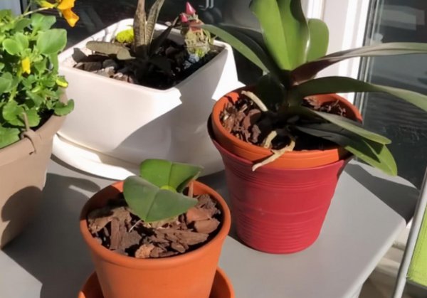 买的通用营养土能直接用吗