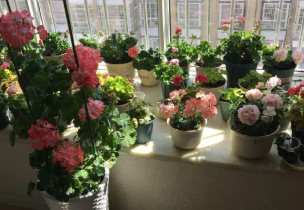 买的通用营养土能直接用吗