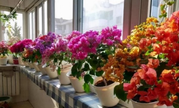 买的通用营养土能直接用吗