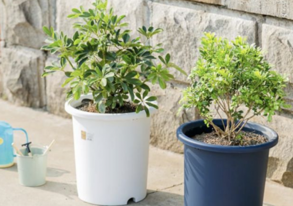 买的通用营养土能直接用吗