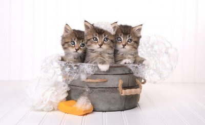 什么能代替猫沐浴露 没有专用沐浴露怎么给猫洗澡