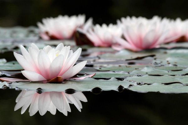 带花的古诗词飞花令