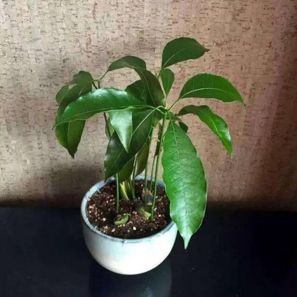 芒果盆栽几年才能结果实