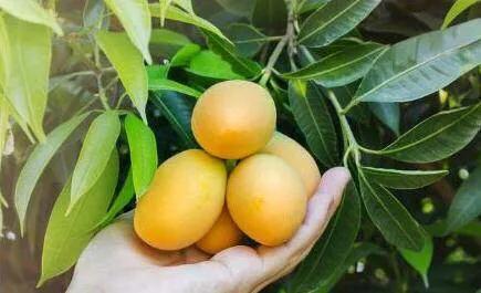 芒果盆栽几年才能结果实