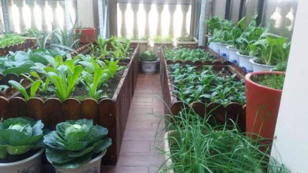10至30天收成的菜