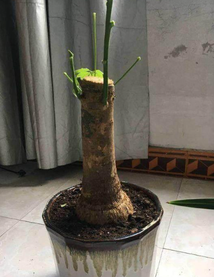 如何救活只剩杆的发财树