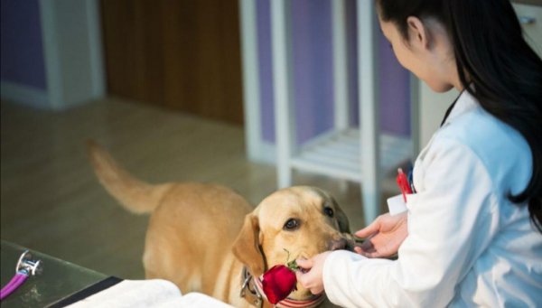 关于警犬的电视剧推荐