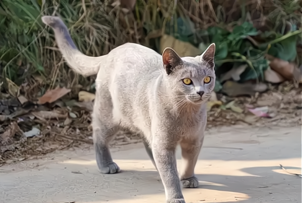 家里进猫是吉还是凶