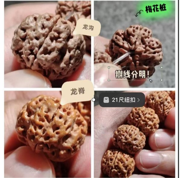 落地红和金刚菩提的区别图片