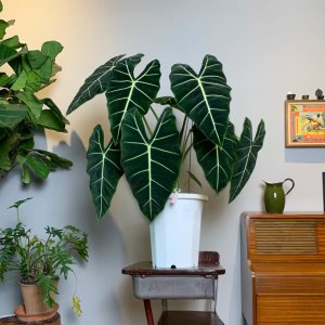 室内最好养的大型绿植哪些对人体好 适合室内养的大盆植物