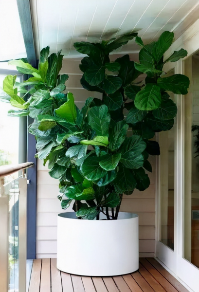 室内最好养的大型绿植哪些对人体好