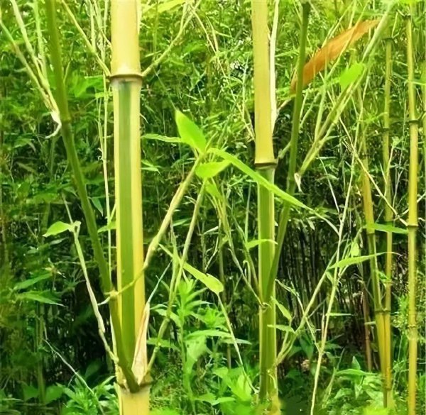连云港特产排行榜前十名