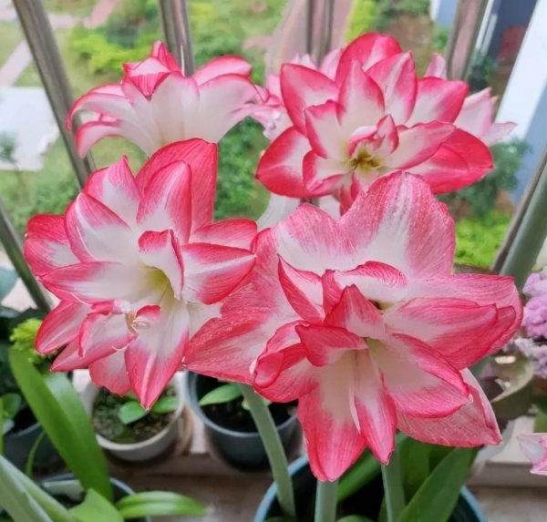 朱顶红不开花什么原因