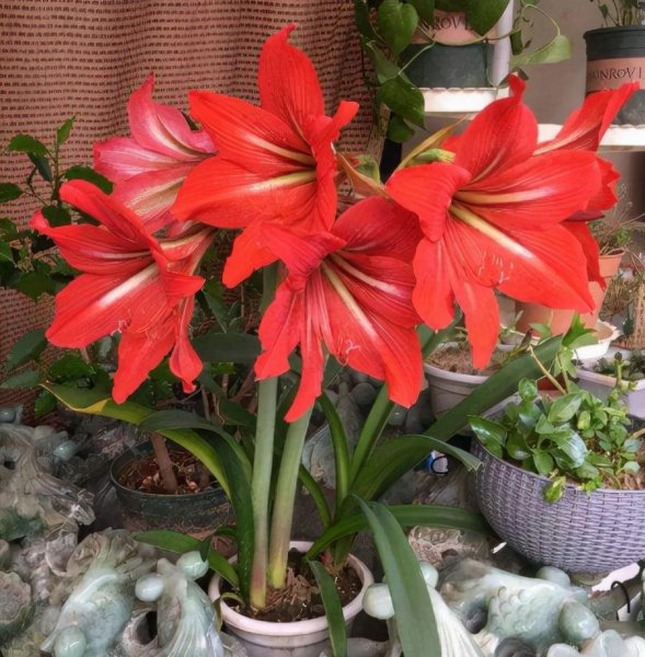 朱顶红不开花什么原因