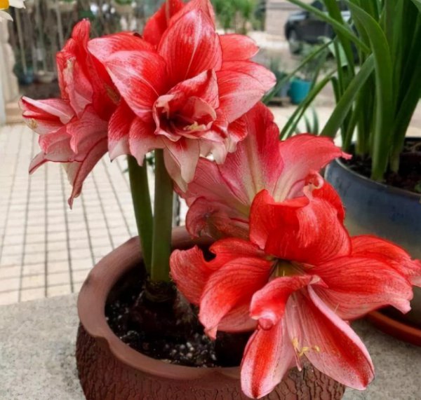 朱顶红不开花什么原因