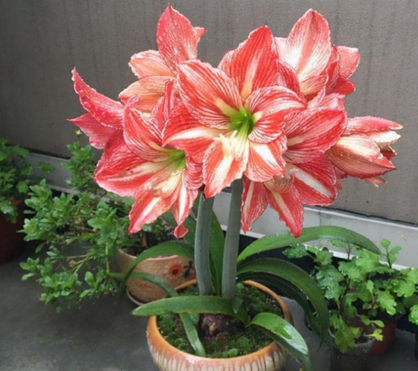 朱顶红不开花什么原因