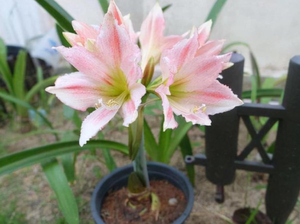 朱顶红不开花什么原因