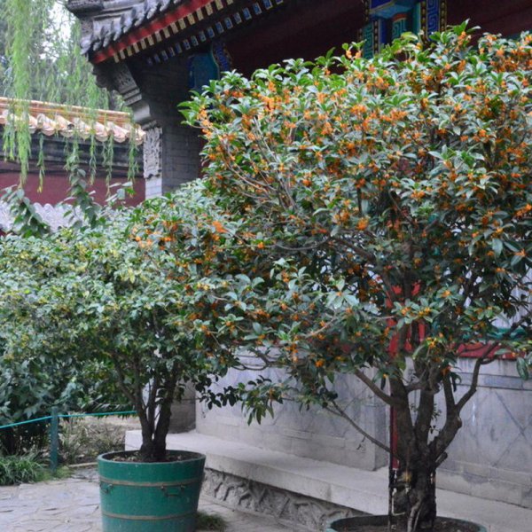 庭院种什么树最吉利还好看