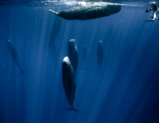 鲸鱼是什么动物类型