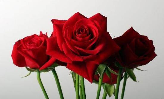 玫瑰花如何延长保鲜时间