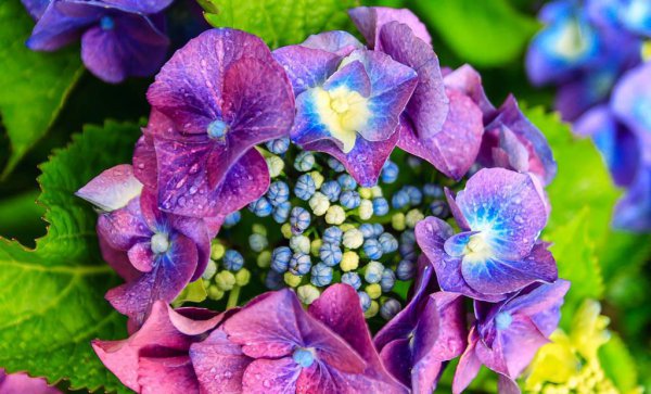 绣球花好养活吗