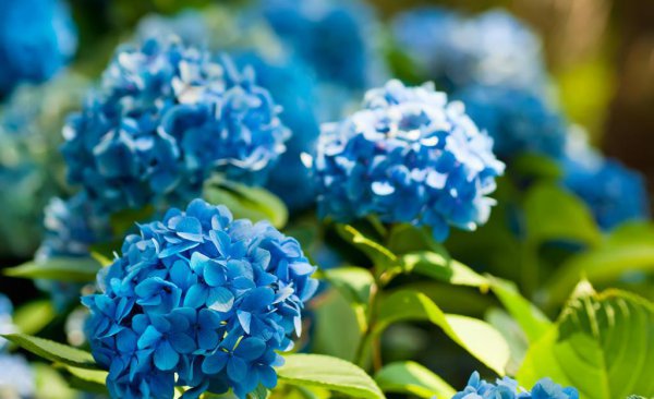 绣球花好养活吗