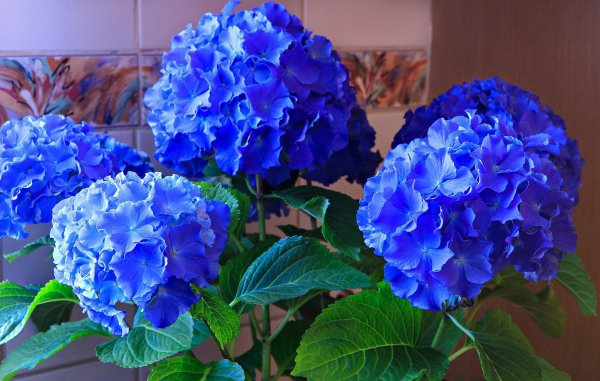 绣球花好养活吗