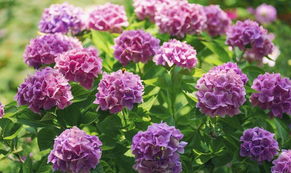 绣球花好养活吗