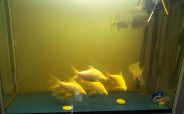 鱼缸黄水的原因和处理方法