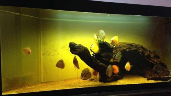 鱼缸黄水的原因和处理方法