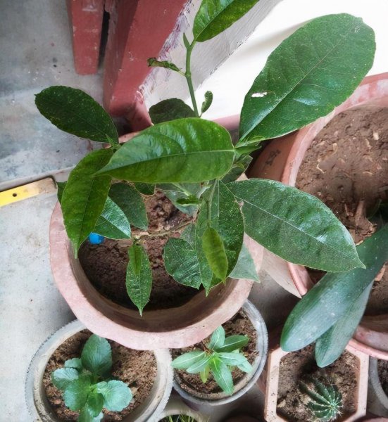菠萝蜜的核可以发芽种植吗