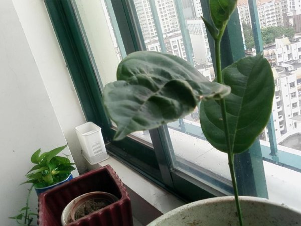 菠萝蜜的核可以发芽种植吗