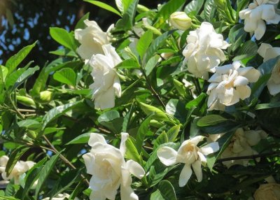 给栀子花施什么肥料最好用 栀子花喜欢的3种肥介绍