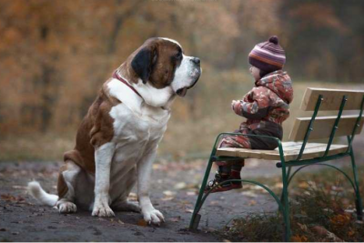 狗狗几个月算成犬 掌握狗狗的不同年龄阶段才更好照顾