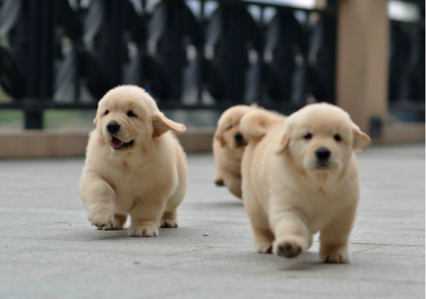 狗狗几个月算成犬