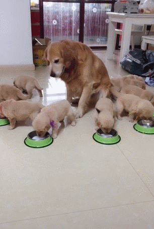 狗狗几个月算成犬