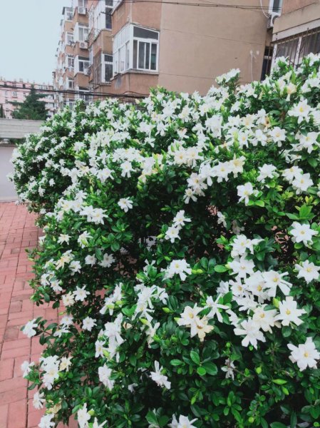 哪种花最香且又美又长寿