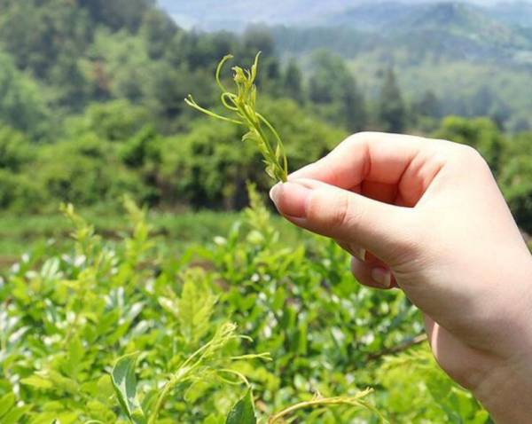 湘西莓茶是什么植物制成的
