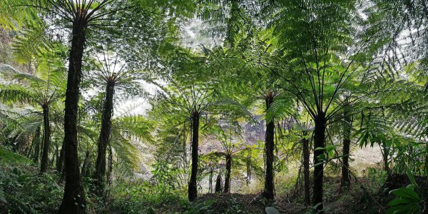 我国稀有植物排行榜介绍