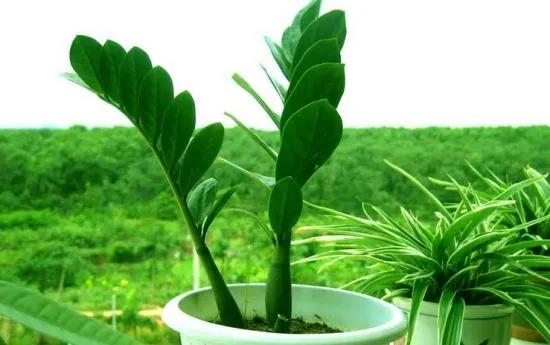 我国稀有植物排行榜介绍