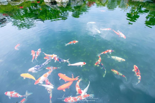 济南为什么被称为泉城