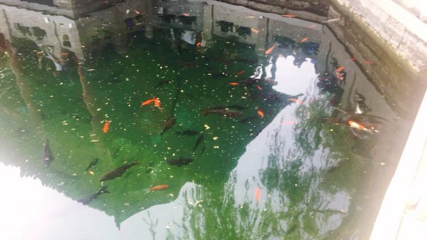 济南为什么被称为泉城
