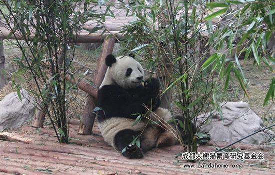 大熊猫最爱吃的竹子是什么品种