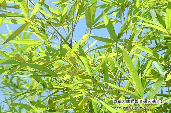 大熊猫最爱吃的竹子是什么品种